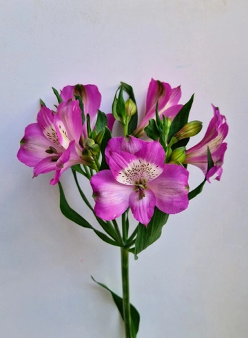 Альстремерия розовая «Arden» от интернет-магазина цветов в 