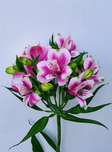 Альстремерия «Jewel» от интернет-магазина цветов в 