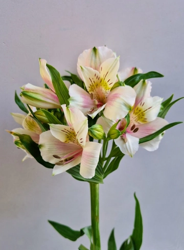 Альстрёмерия «Florinca Ballet» от интернет-магазина цветов в 