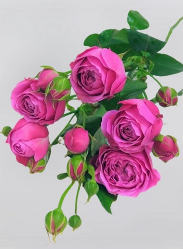 Кустовая роза от интернет-магазина цветов в 