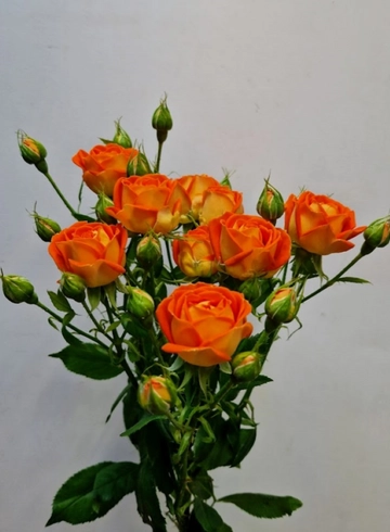 Кустовая роза "King Bubbles" (Кинг Баблс) от интернет-магазина цветов в 