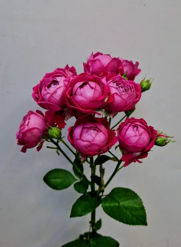 Кустовая роза «Marvel Bubbles» (Марвел Баблс) от интернет-магазина цветов в 