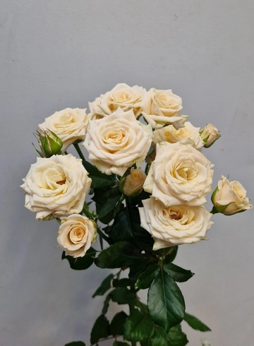 Кустовая роза "'Tanja'" (Таня) от интернет-магазина цветов в 