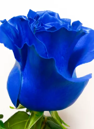Синяя(голубая) роза от интернет-магазина цветов в 
