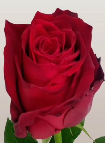 Красная роза «Explorer» от интернет-магазина цветов в 