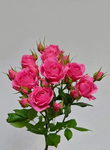 Кустовая роза «Pink Dimensions» (Пинк Дайменшенс) от интернет-магазина цветов в 