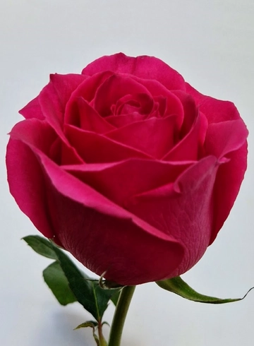 Роза «Pink Floyd» от интернет-магазина цветов в 