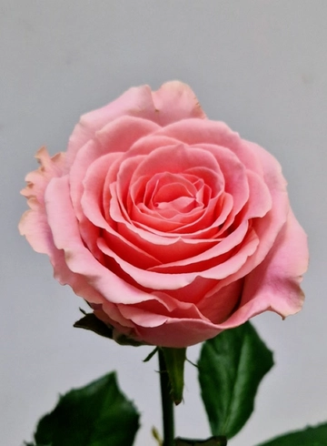 Роза «Sophia Loren» (Софи Лорен) от интернет-магазина цветов в 