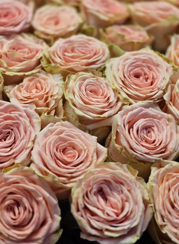 Роза &laquo;Sophia Loren&raquo; (Софи Лорен) от интернет-магазина цветов в 