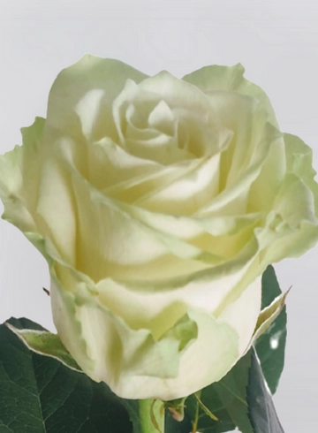 Роза белая "Mondial" от интернет-магазина цветов в 