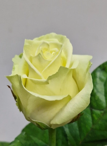 Роза белая "Coco" от интернет-магазина цветов в 