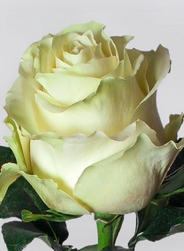 Роза белая "Avalanche" от интернет-магазина цветов в 