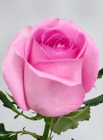 Роза розовая "Revival" (Ревиваль) от интернет-магазина цветов в 