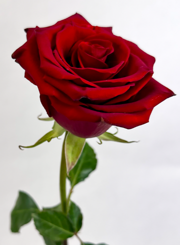 «Con Amore» от интернет-магазина цветов в 