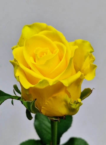 Роза желтая "Пенни Лайн" от интернет-магазина цветов в 