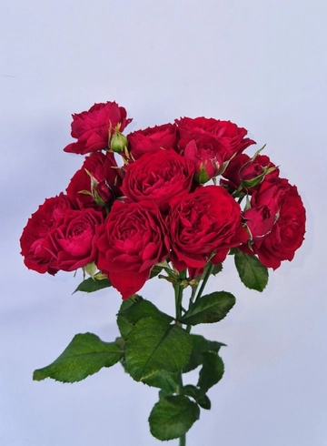 Роза кустовая «Скарлетт» от интернет-магазина цветов в 