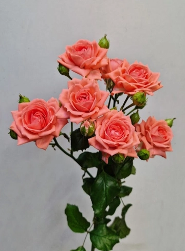 Роза кустовая "Barbados" (Барбадос) от интернет-магазина цветов в 