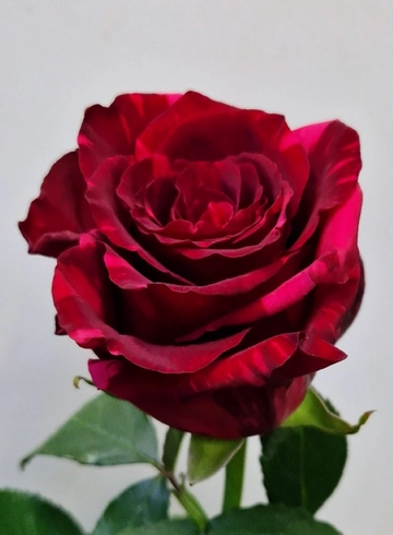 Роза «Red Panther» от интернет-магазина цветов в 