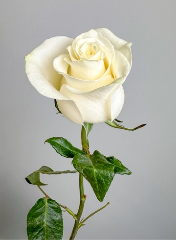 Роза &laquo;TIBET&raquo; от интернет-магазина цветов в 