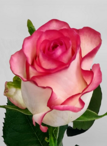 Роза "Джумилия" от интернет-магазина цветов в 